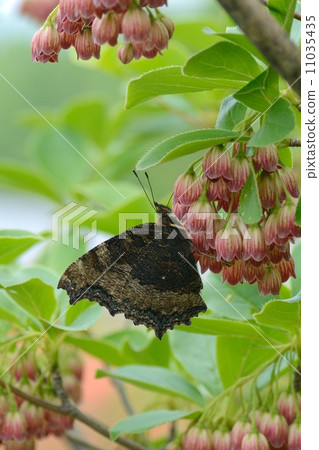 遺傳的馬 遺傳的馬 11035435