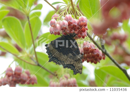 遺傳的馬 遺傳的馬 11035436