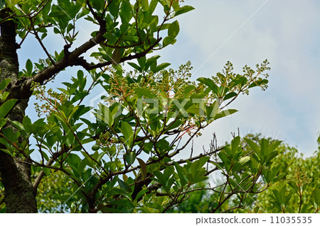 Tree · Sangoju Honeysuckle family Tree · Sangoju Honeysuckle family 11035535