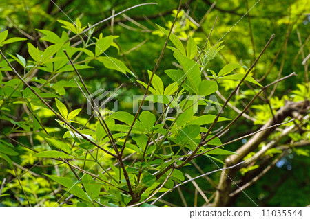 Tree · Taiwan Carrot Bombataceae 11035544