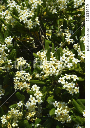 Towella flowers 11035629