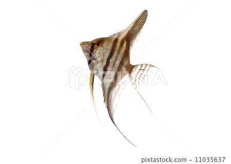 Angelfish Angelfish 11035637