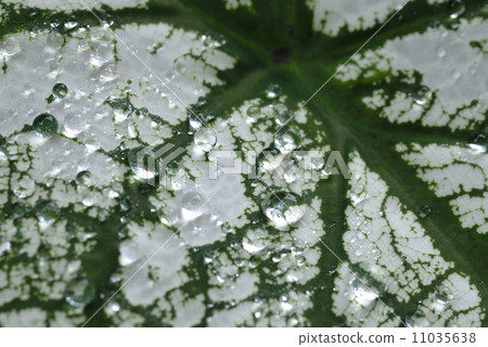 Water drops on the leaves 11035638