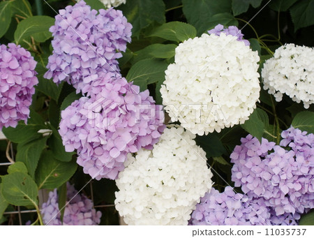 Hydrangeae family Hydrangeae family 11035737