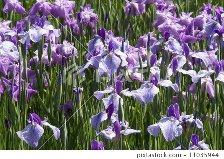 Shubu gumonsmus 11035944