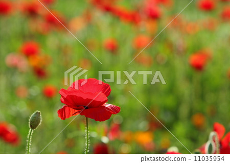 Poppy Poppy 11035954