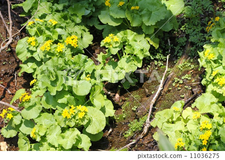 京極町吹出公園的水邊花 北海道之旅 11036275