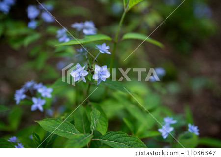 繡球花citidanka 11036347