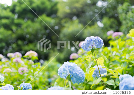 Hydrangea 11036356