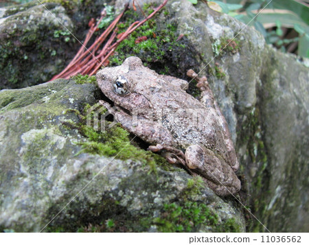 紅頭青蛙 11036562