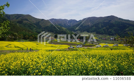 Shinshu Iiyama Nanohana Park 11036588