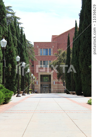 加州大學洛杉磯分校 加州大學洛杉磯分校 11036629