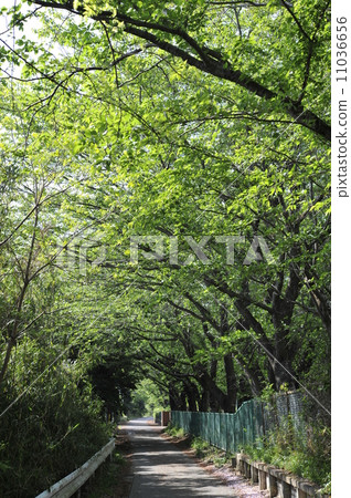 Green diameter Green diameter 11036656