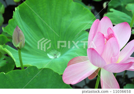 Water lily Water lily 11036658