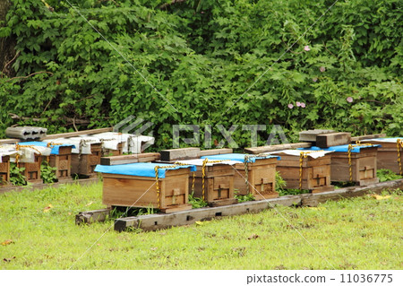 Beekeeping Beekeeping 11036775