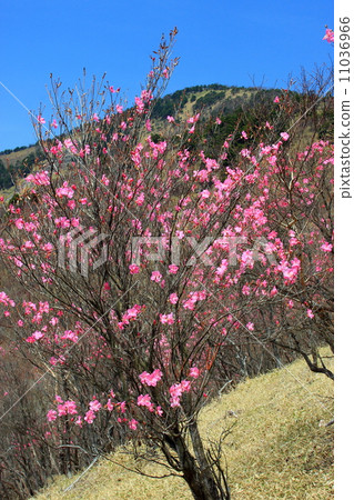 Akashi Yashiro杜鵑花盛開東南山脊俯瞰Oshimaruyama山頂 11036966