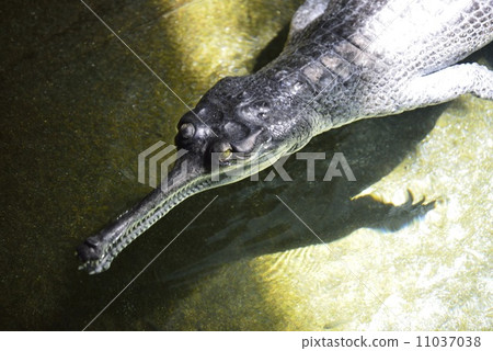 印度Gavial 11037038