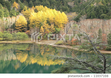 Autumn leaves of Kanazawa village Suganuma 11037108