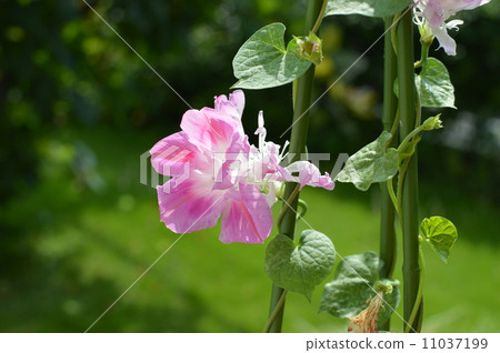 Changing blooming morning glory Changing blooming morning glory 11037199