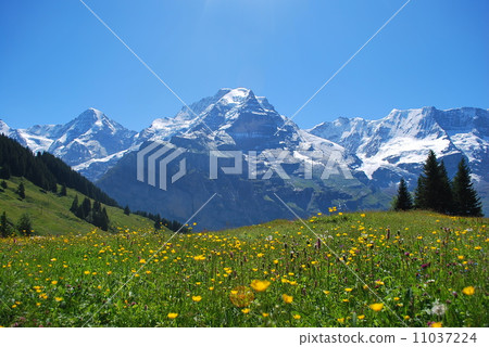 Flower garden of Murren 11037224