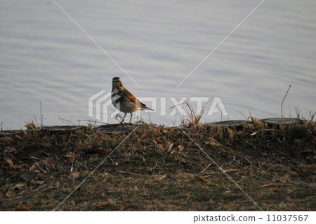 Tatami thrush 11037567