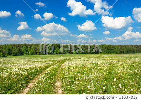 summer rural landscape with a blossoming meadow 11037812