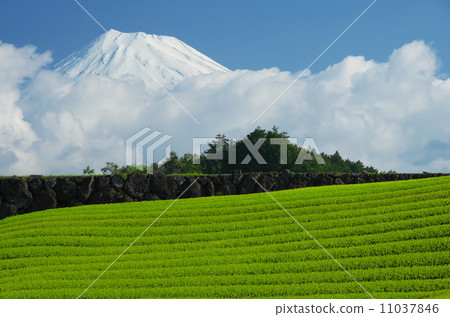 Mount Fuji and tea plantation 11037846