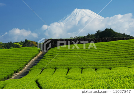 Mount Fuji and tea plantation 11037847