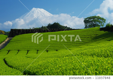 富士山和茶園 11037848