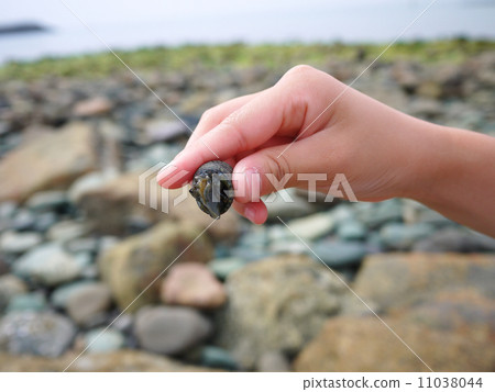 I found a shellfish 11038044