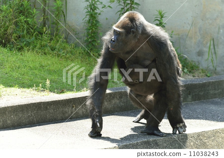 大猩猩 11038243