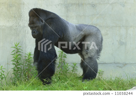 大猩猩 11038244