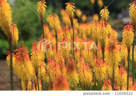 Shiguma百合（Yuriko Akuma） 11038322