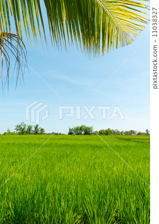 Rice field in Bali Rice field in Bali 11038327