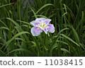 鳶尾花 11038415