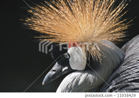 White-crowned crane 11038429