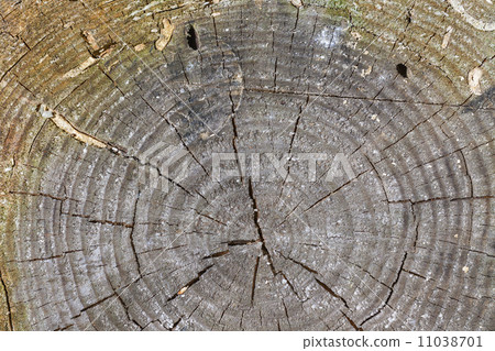 wooden cut texture 11038701