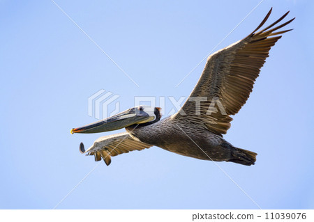 Coarse Pelican 11039076