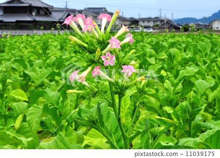 Cigarette Flower 11039175