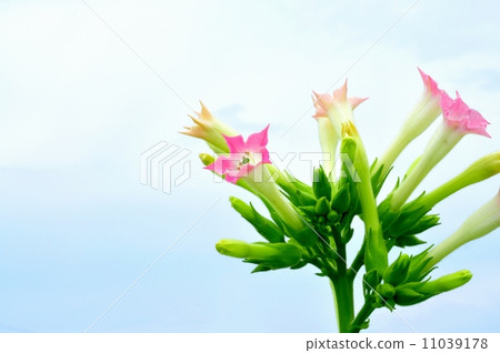 Cigarette Flower 11039178