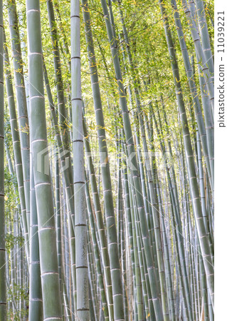 竹林 11039221