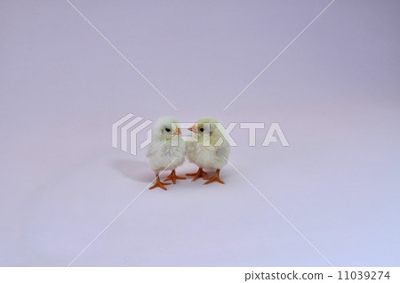 Chick 11039274