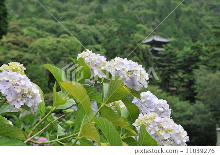 [Setouchi 33 Kannon Sacred Ground] No. 10 [Sanyo Hana no Tera 24 Kaji] No. 14 Hydrangea and Fukusho-ji Triple Pagoda Bizen City, Okayama Prefecture 11039276