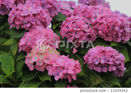 紫色繡球花 11039342