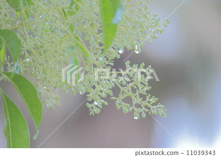 發芽 11039343