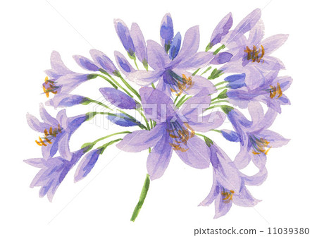 Agapanthus, lily-of-the-nile, watercolour 11039380