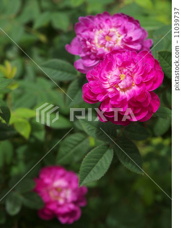 Pompon de Bourgogne Pompon de Bourgogne 11039737