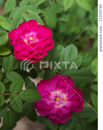 Pompon de Bourgogne 11039740