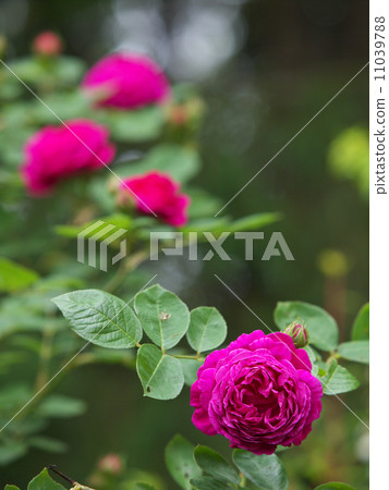 Gypsy Boy Gypsy Boy 11039788