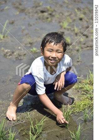 Paddy field Paddy field 11039842